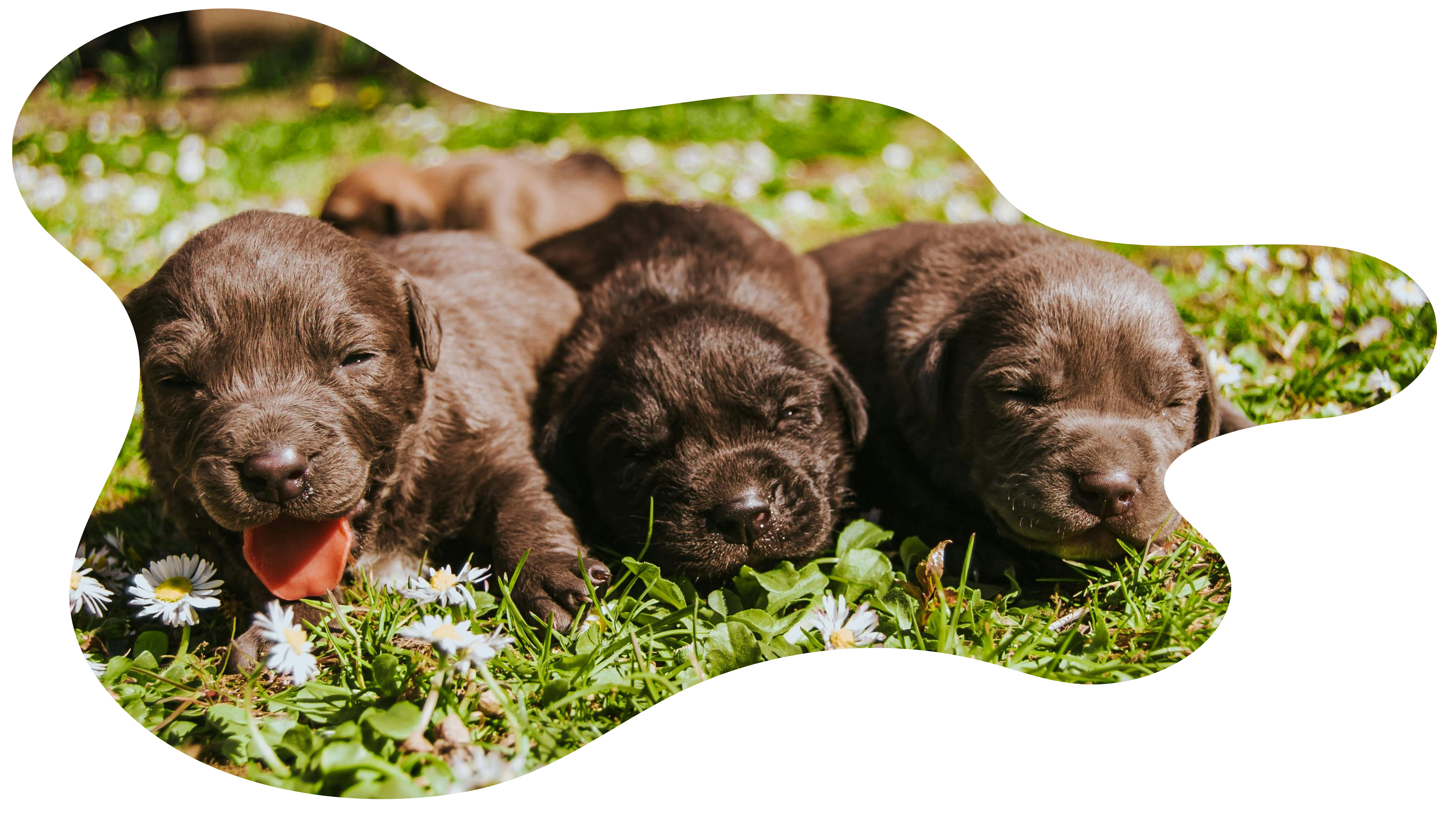 perro-clinica-ocaña-guadalajara