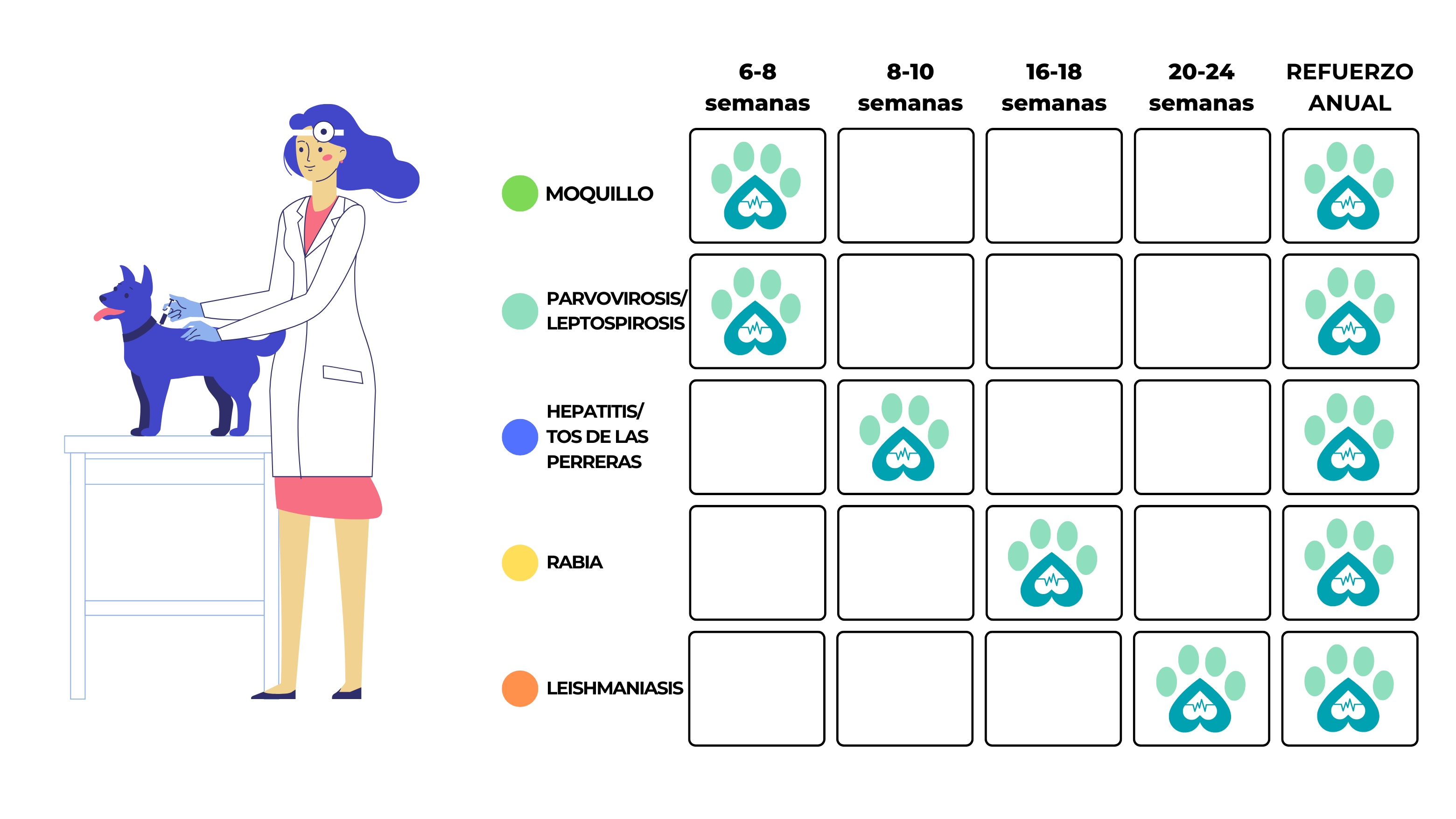 calendario-vacunaciones-de-perros-clinica-en-guadalajara