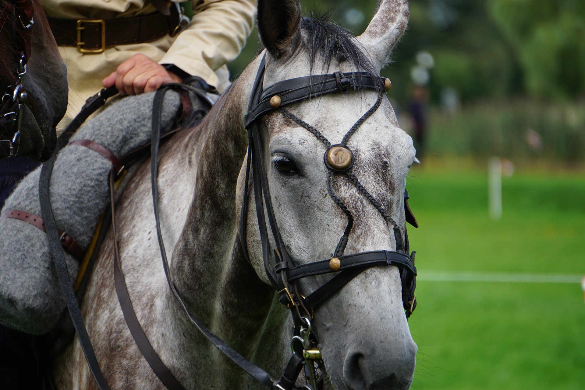 herrajes-caballo-monta-veterinario-en-guadalajara