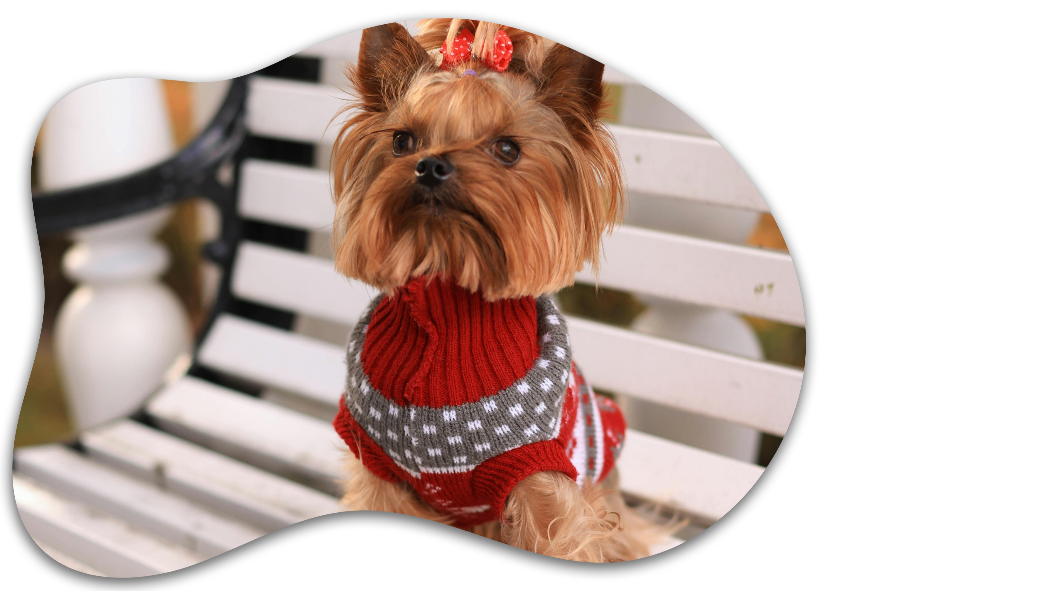 perro-con-ropa-veterinario-ocaña